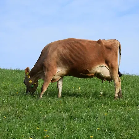 Vorderleggiswil